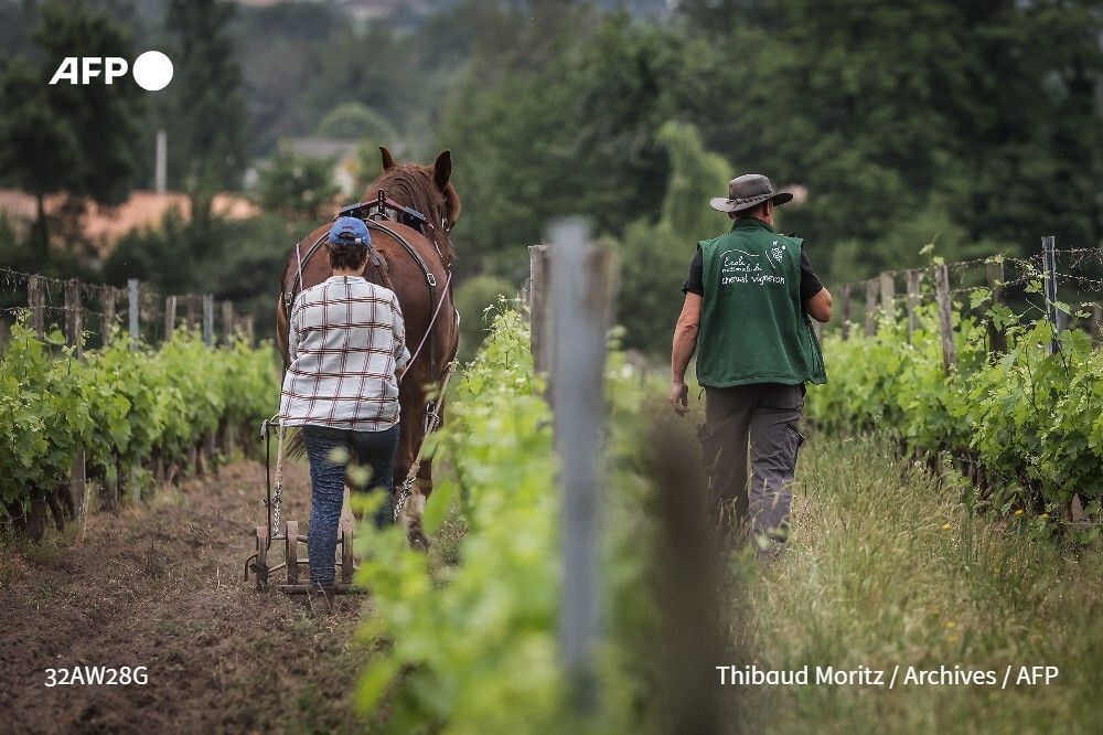 afpfr's tweet photo. 🌾 Le nombre de producteurs engagés en agriculture biologique a baissé pour la première fois en 2025, selon des premières estimations, quand la consommation a nettement rebondi, ce qui inquiète quant à l'approvisionnement en produits sans pesticides et engrais de synthèse. https://t.co/3Y2CbKfohv