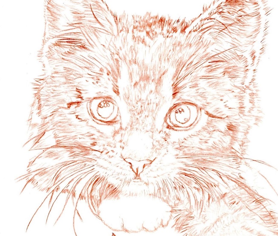 もふもふ特等席 色鉛筆画