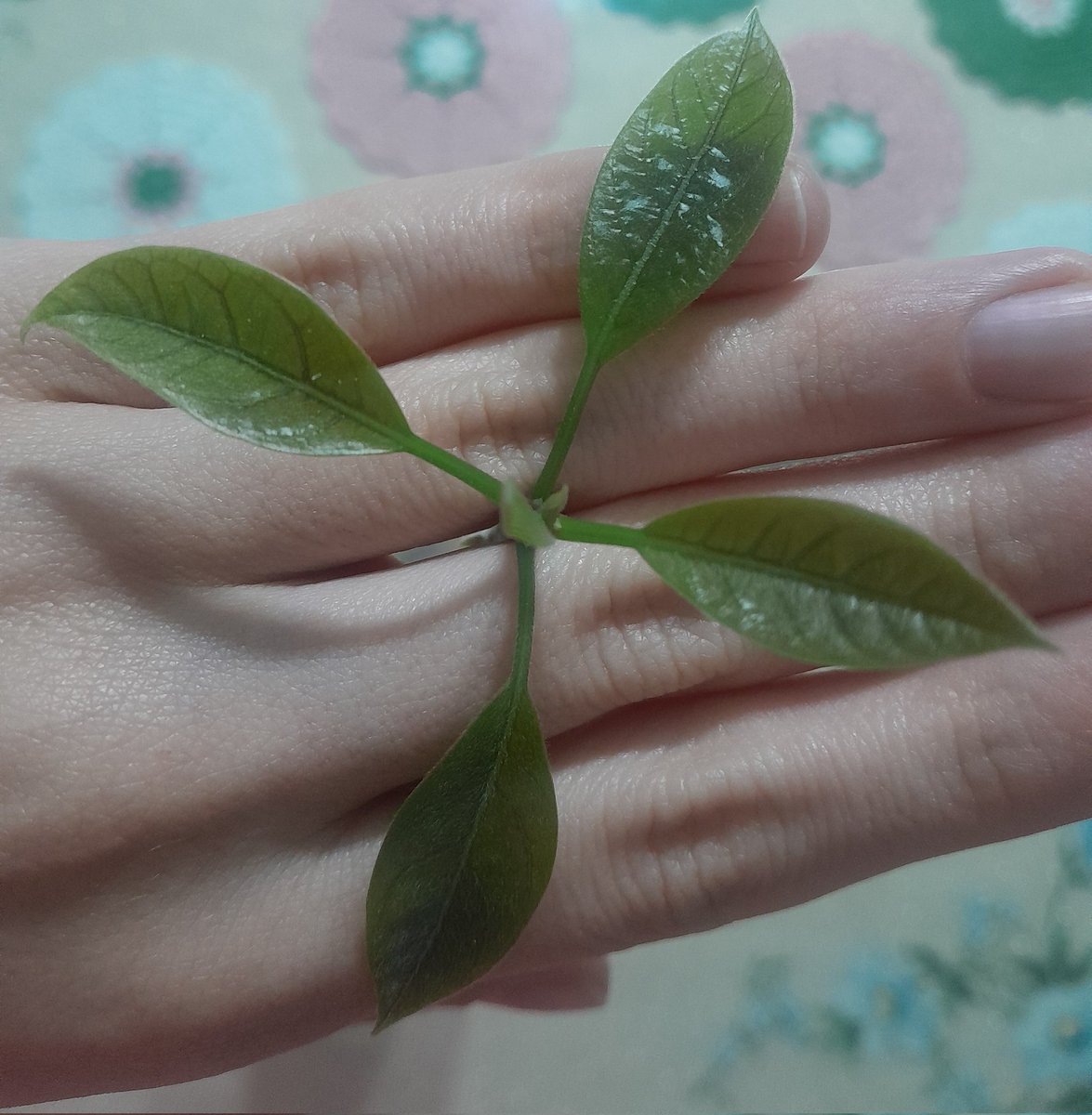 Michelangelo ve Diğer 60 Kişi tweet media