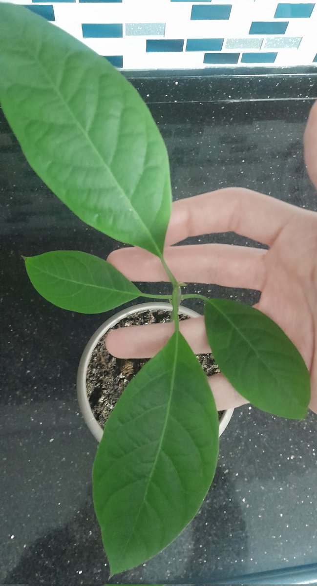 Michelangelo ve Diğer 60 Kişi tweet media