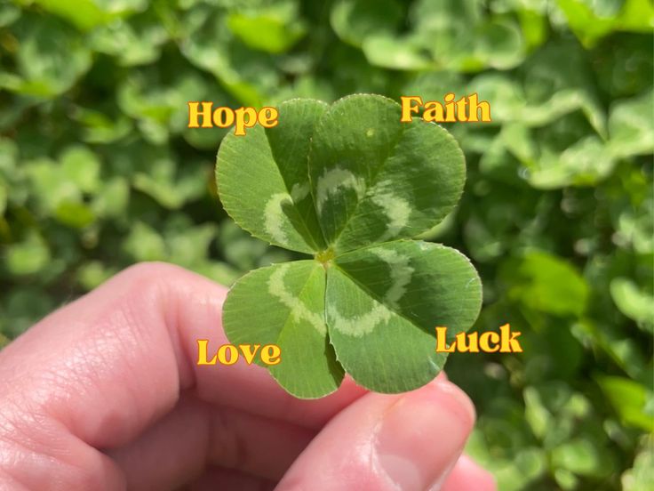 lunarfq's tweet photo. RT FOR GOOD LUCK 🍀 https://t.co/aQdHTFNWuf