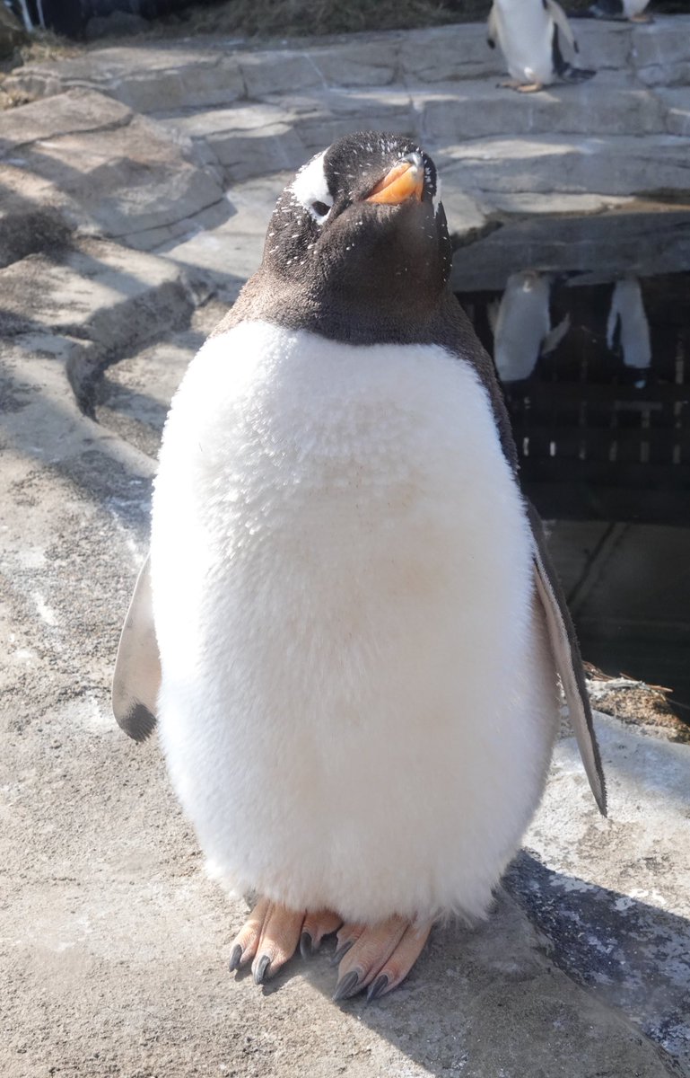 ふわふわボディ🐧✨️

 #ジェンツーペンギン