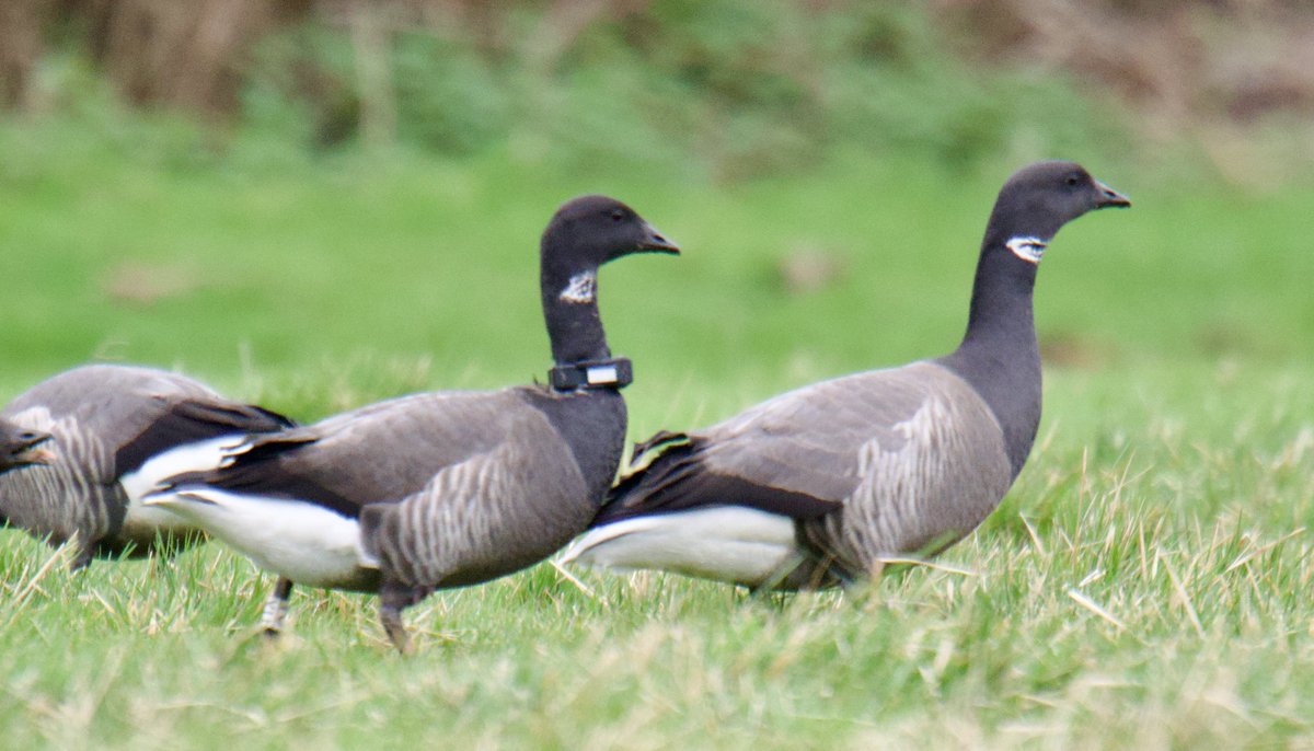 Tim Ridgeway tweet media