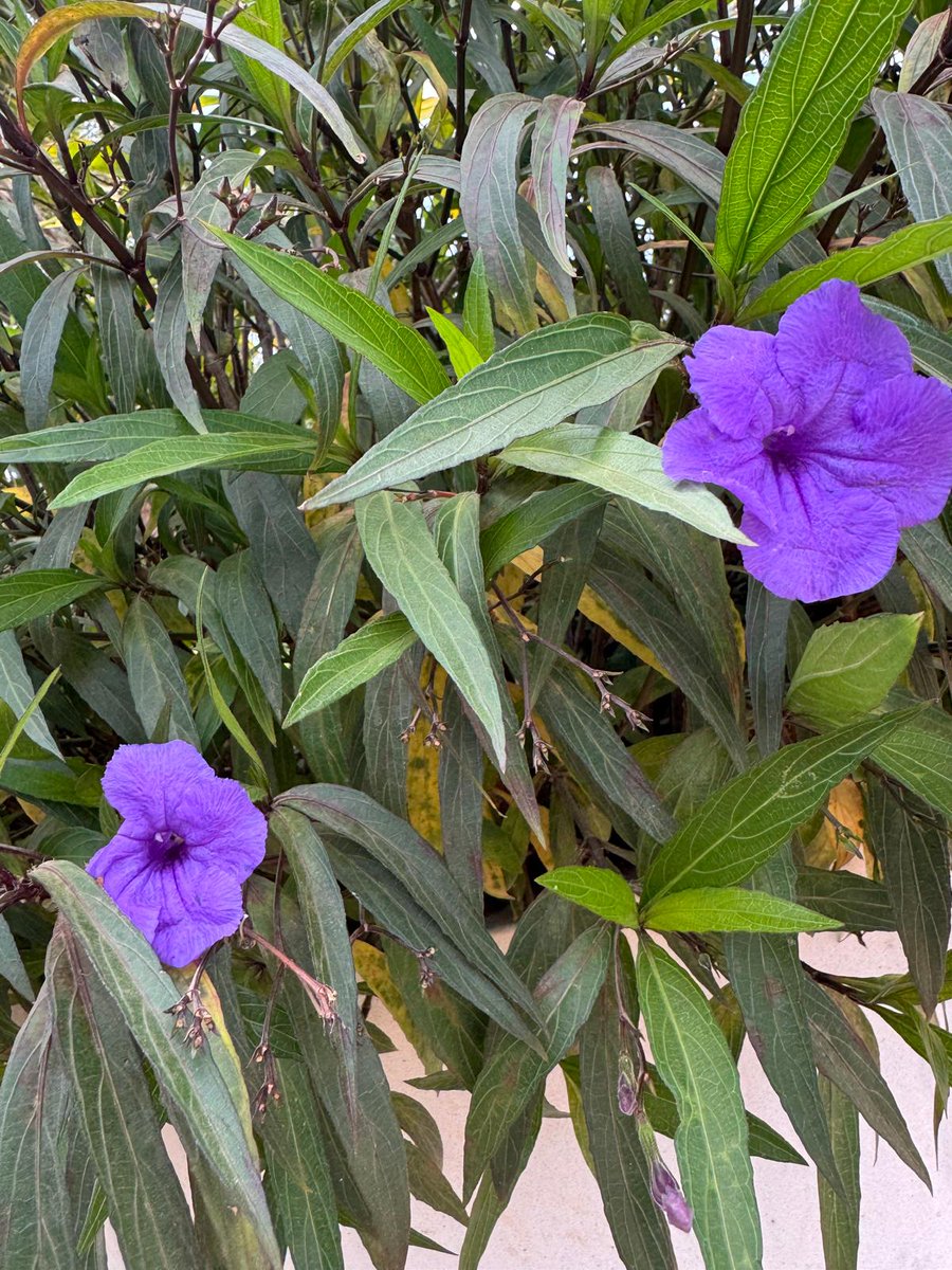 Dr Pam Spurr Psychologist & Artist 🟢⚪🟣 tweet media