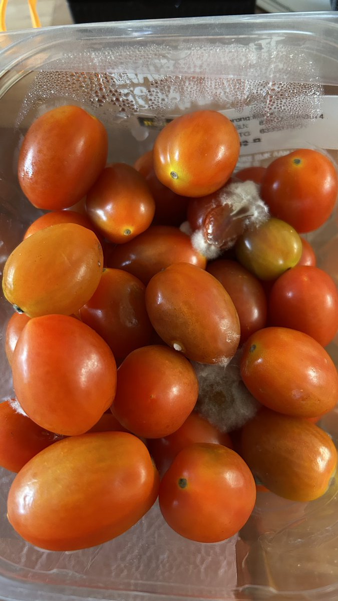 🐛 JacquelineHoogvliet 🐞 tweet media