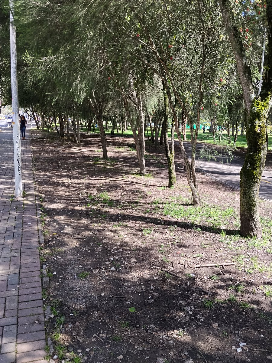 El principal parque de la ciudad, #LaCarolina. Malas decisiones de jardinería, han hecho que el que estaba llamado a ser un espacio verde, tenga seudo bosques pelados por escoger mal las variedades a sembrar, se puede revertir esto? <a href="/WilsonMerinoR/">Wilson Merino Rivadeneira</a> <a href="/campanaUIO/">Andrés Campaña</a> <a href="/mikeaulestia/">Michael Aulestia 🇪🇨</a>