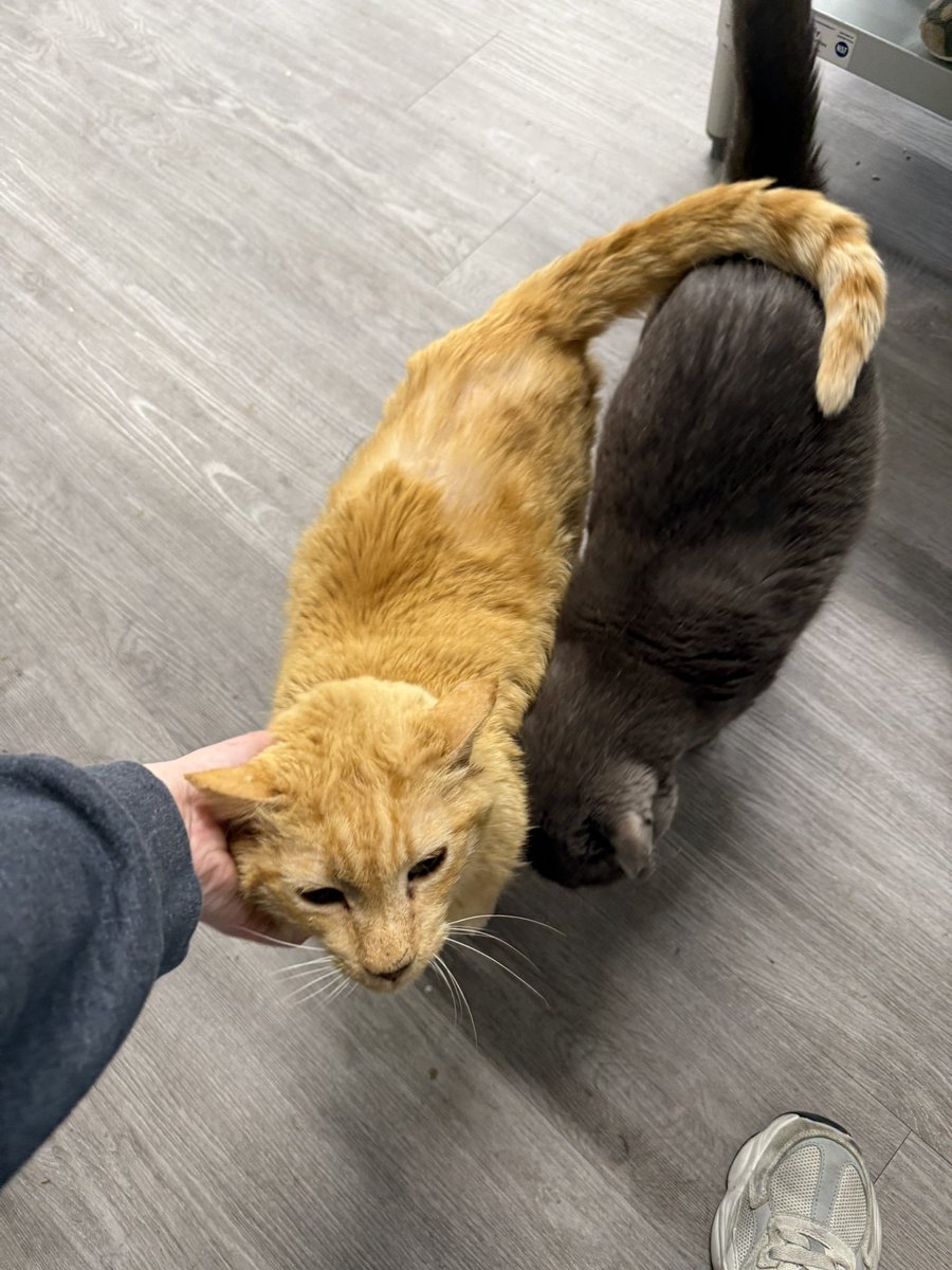 Friends of Bear Cat Rescue tweet media