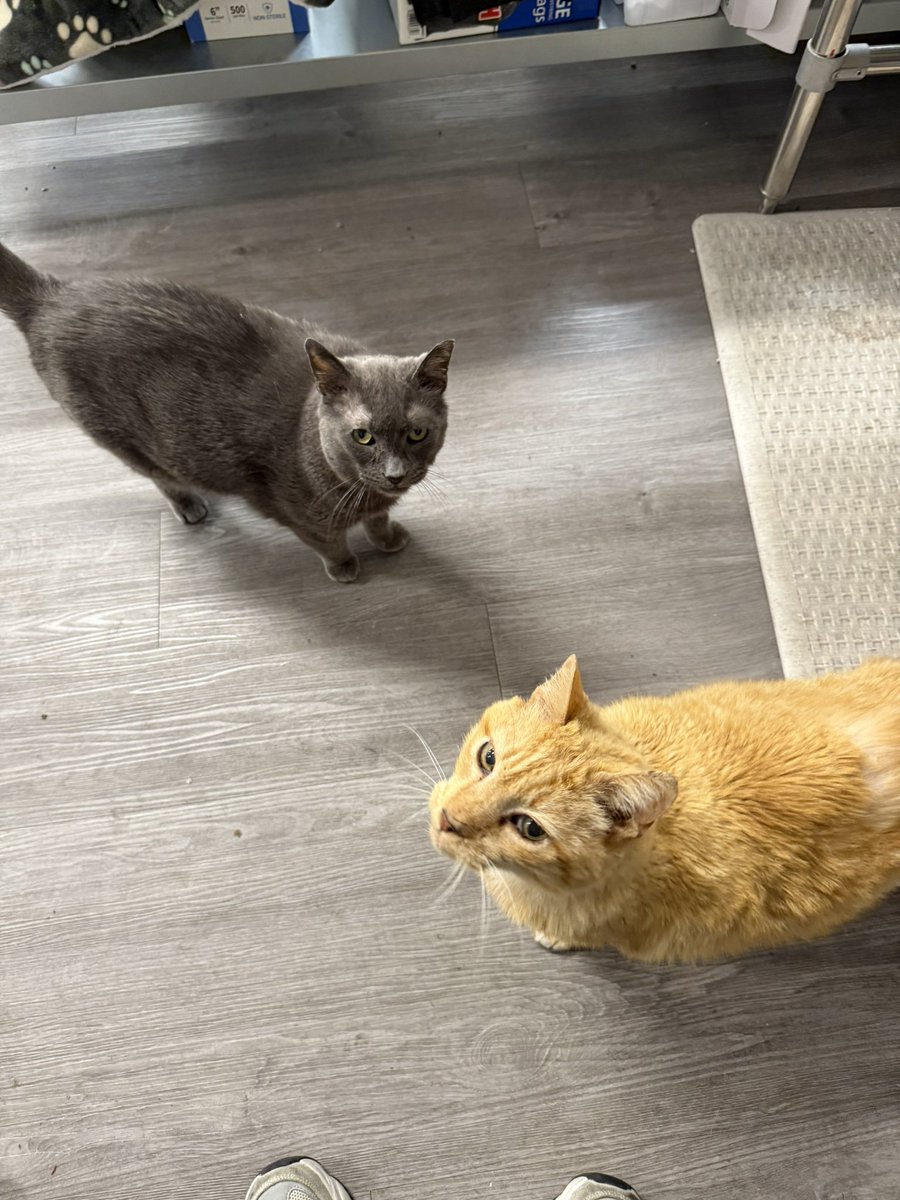 Friends of Bear Cat Rescue tweet media