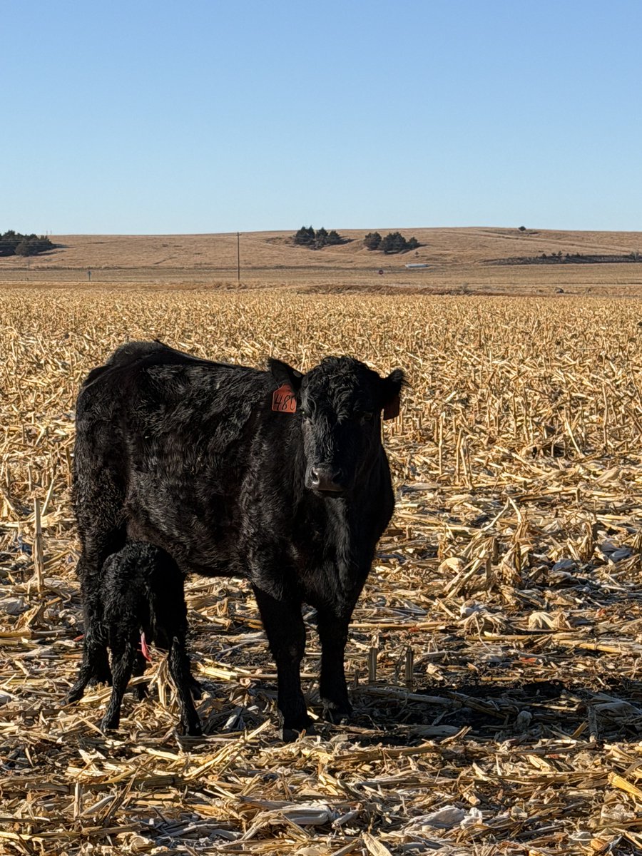 Curtis Stallbaumer tweet media