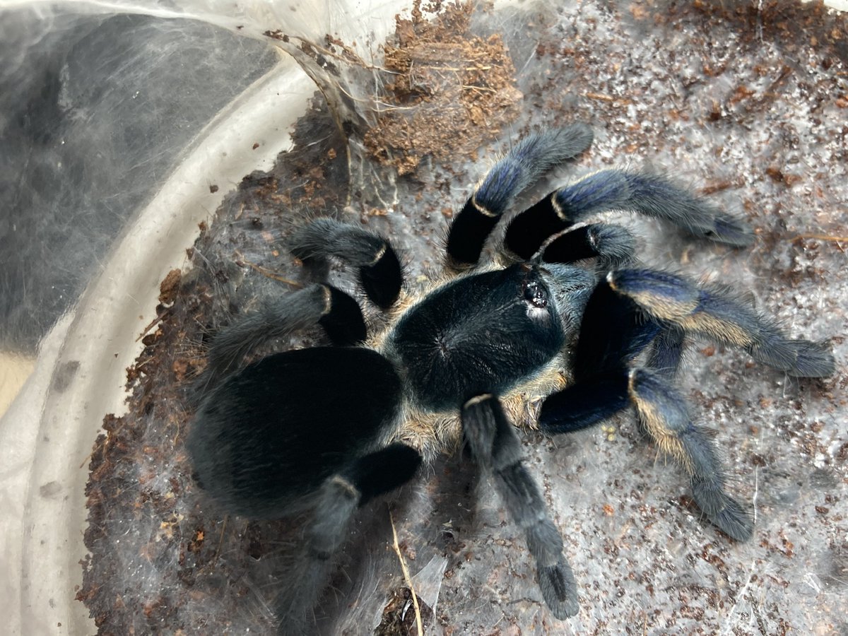 さっちゃん🐛🦂🕷 (@BugsLife3939) / Posts / X