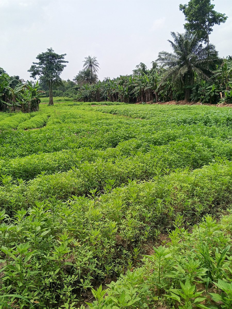Chukwunonso (Farmer) tweet media