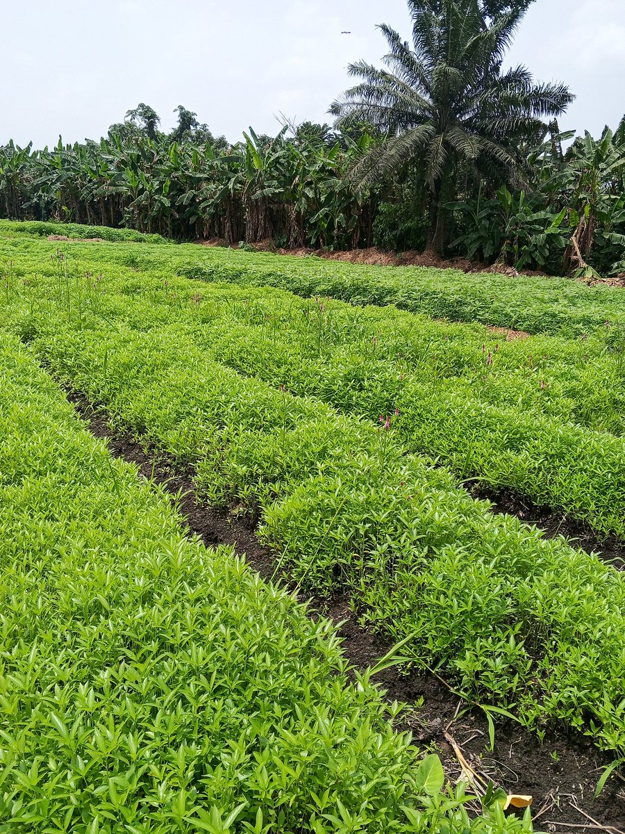 Chukwunonso (Farmer) tweet media