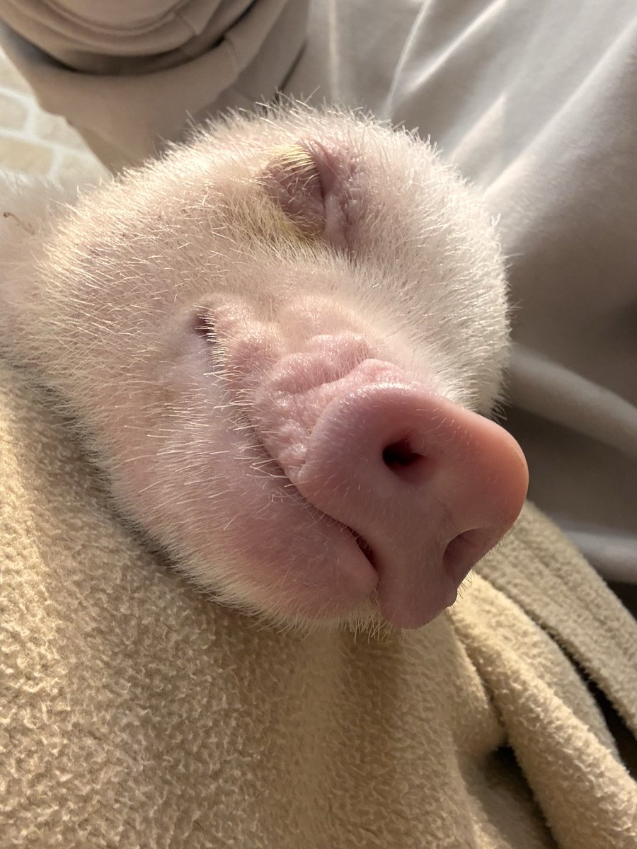 音無れぉ🐈 tweet media