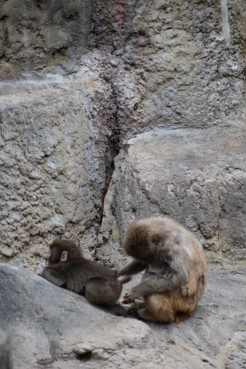 ん~、、 もっと上かな!?違う違う、その横!! 大物になるわ、こりゃ🤭w #市川市動植物園 #がんばれパンチ #さるのパンチくん
