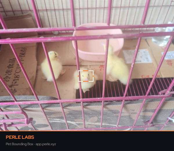 gim_apple's tweet photo. @PerleLabs Her name is YAYA https://t.co/mX4dPQMrUp