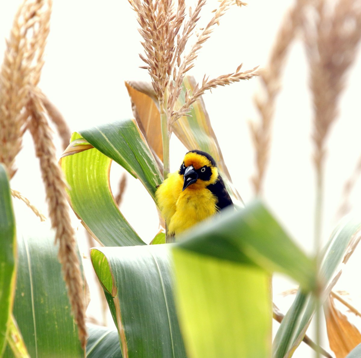 BirdmanKenyan's tweet photo. Baglafecht weaver, Nairobi, Kenya #BirdsSeenIn2026 https://t.co/sQbUzs9W1i