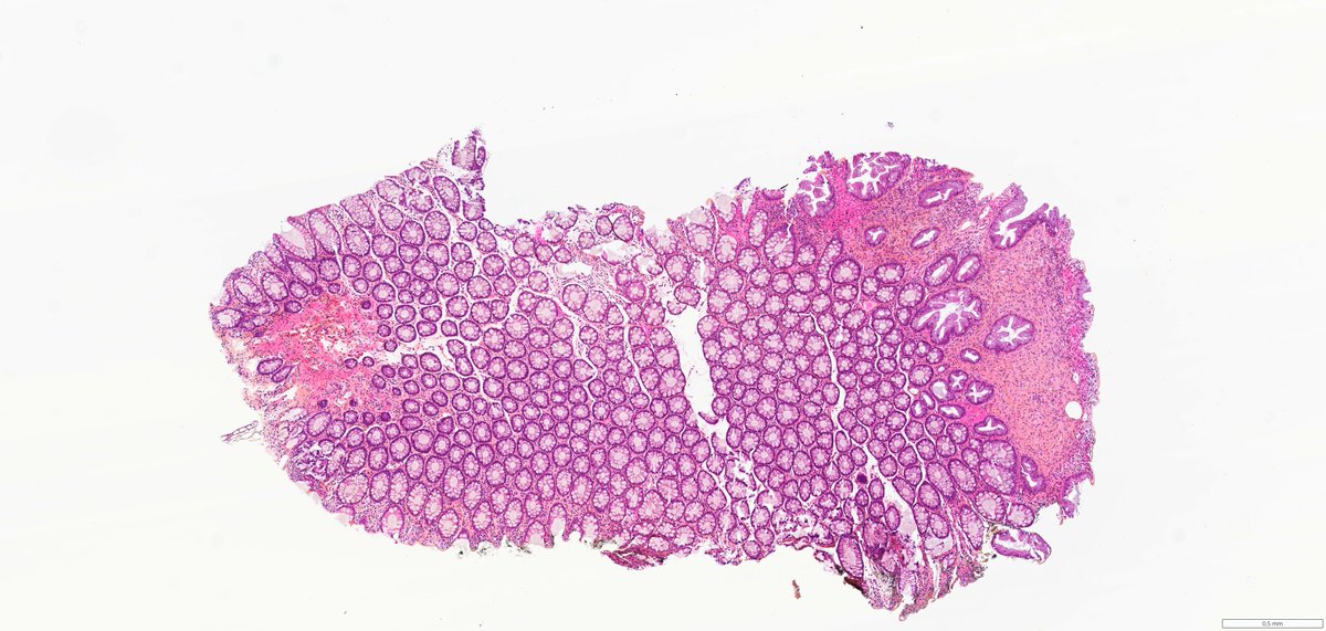 Ana-Maria Catana tweet media