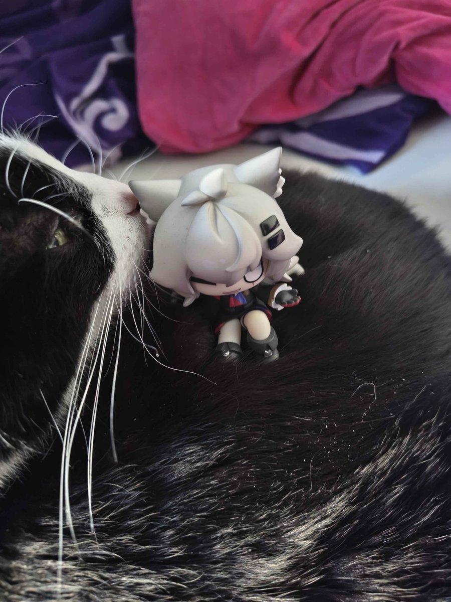 for now enjoy lappland on my cat deimos