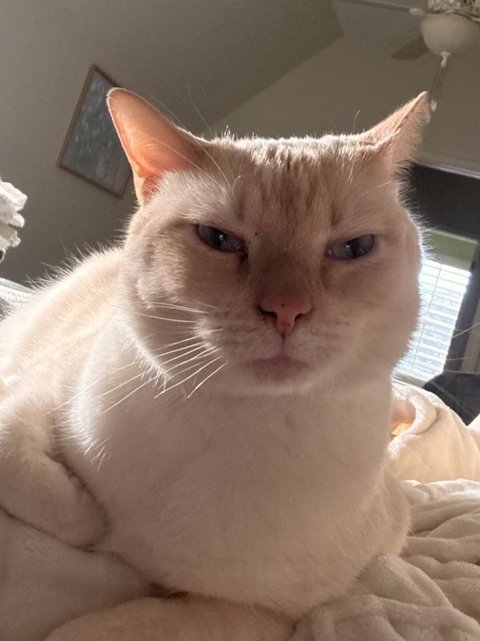 THEY PUT MY CAT IN SOUP?? AND MADE HIM FRENCH????