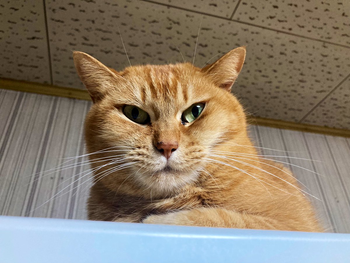 ndc76339's tweet photo. ただいま🐈 https://t.co/51wyN3hluz