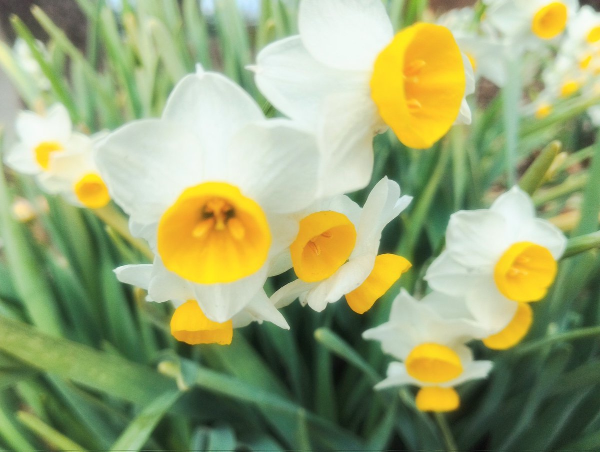 今日の水仙 ほんとラッパみたい🤭 #TLをお花でいっぱいにしよう