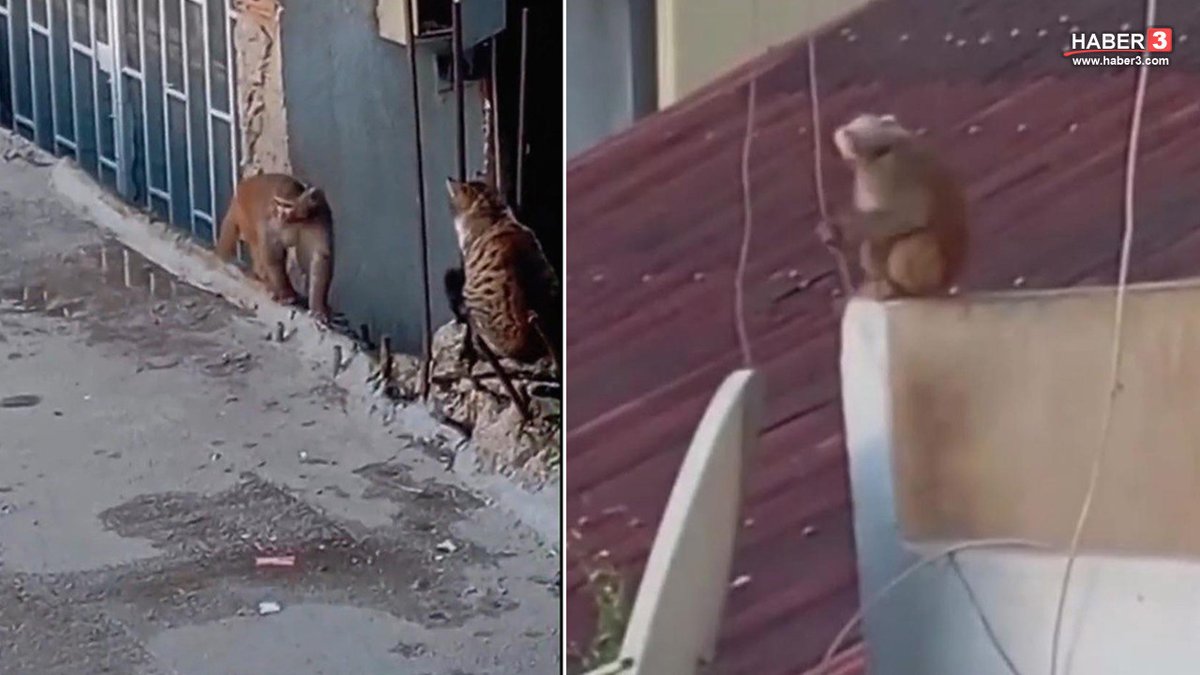 haber3com's tweet image. İstanbul Kadıköy'de yasaklı türler arasında yer alan Rhesus Makak cinsi bir maymun bulunduğu iş yerinden kaçtı. Çatılarda ve balkonlarda dolaşan maymun ekipler tarafından yakalanarak koruma altına… haber3.com/foto-galeri/ha… #İstanbul #Kadıköy #maymun #RhesusMakak #hayvanlarıkoru
