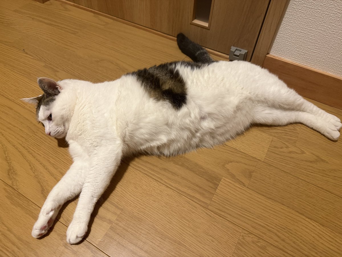 帰って玄関開けたらコレ
こいつは何をやってるんだ…