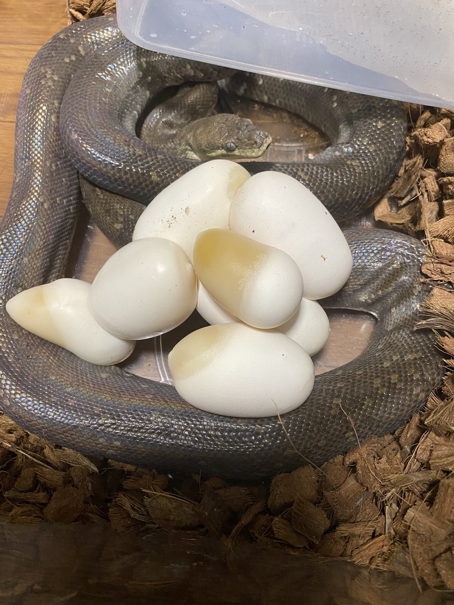 KOTMTOK's tweet photo. マクロットパイソン 産卵しました。

Liasis mackloti mackloti laid an eggs.
#マクロットパイソン
#Liasis
#eggs https://t.co/lQehFLoHLc