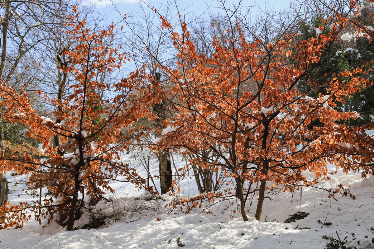 National Botanical Garden of Georgia tweet media