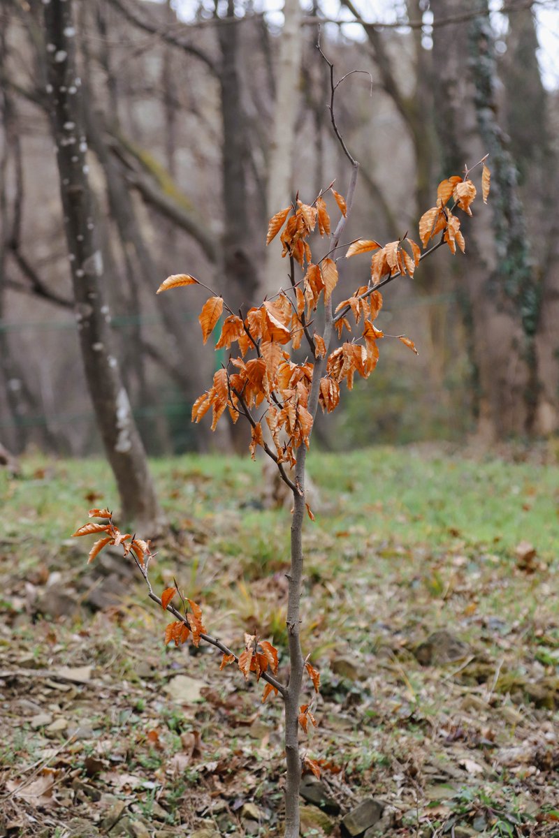 National Botanical Garden of Georgia tweet media