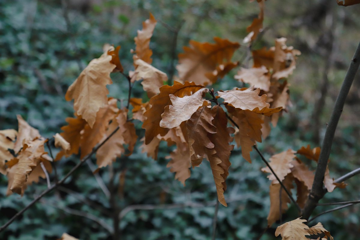 National Botanical Garden of Georgia tweet media