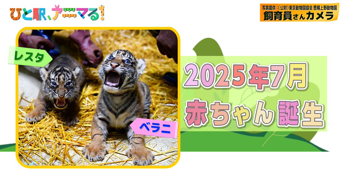 ⋱🚃TRAIN TV 番組紹介📺⋰ 『ひと駅、アニマる