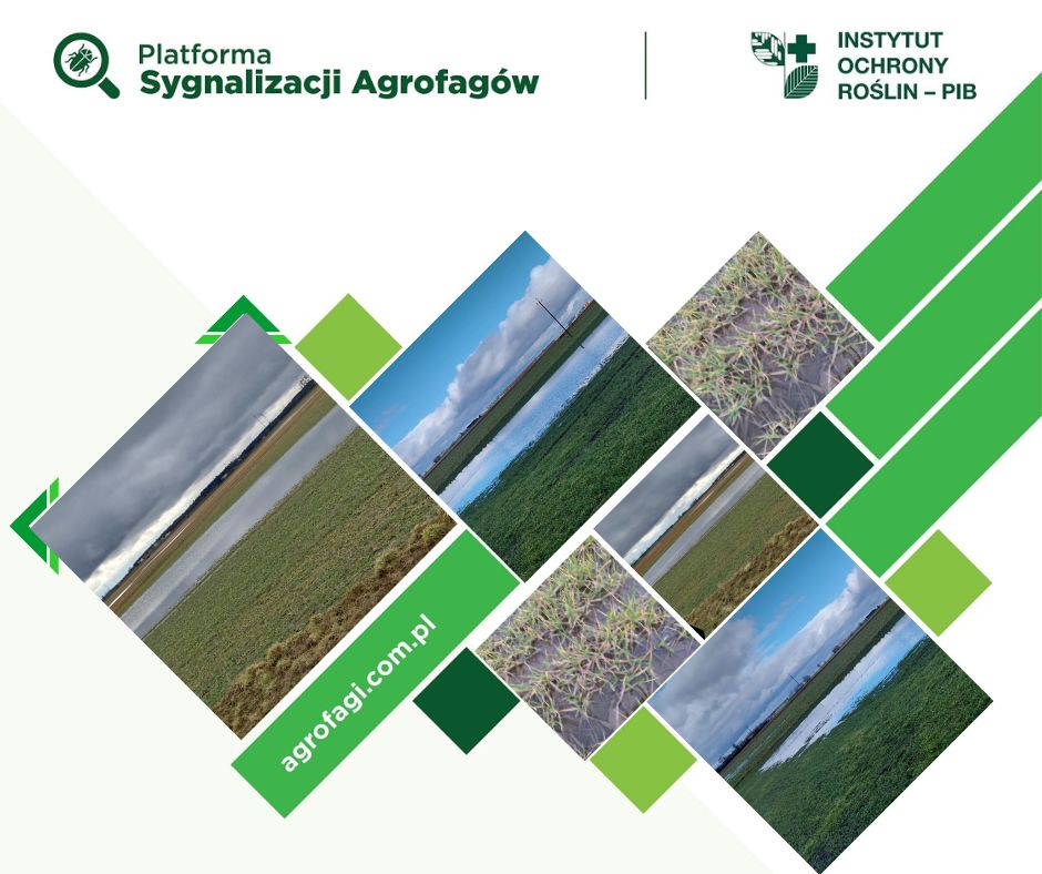 Instytut Ochrony Roślin – PIB tweet media