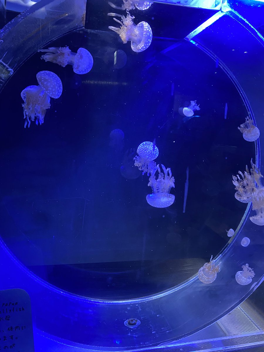 zenzel_main's tweet photo. 名古屋港水族館に行って来ました！

生で観るのは迫力があって良いですね🙆 https://t.co/koQWXaPrMa
