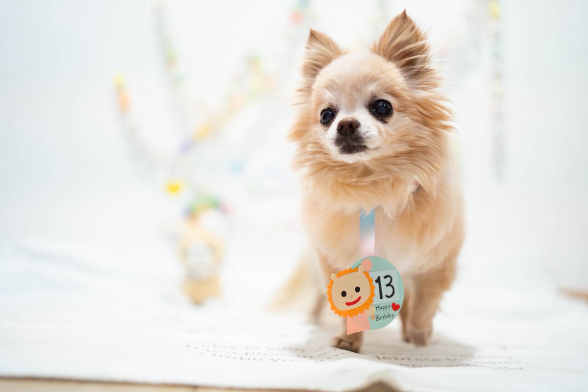 pathi24mo's tweet photo. 2/5

13歳のお誕生日迎えてます🎂

また1年　元気で過ごそうね https://t.co/w4A7AzLyxr