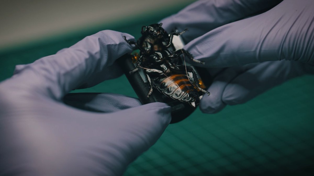 A German startup is pushing the boundaries of what unmanned systems can look like.

Programmable cyborg insect swarms — built, field-tested, and deployed with paying NATO customers.”
SWARM Biotactics CEO Stefan Wilhelm on the company’s bio-robotic systems now entering defense