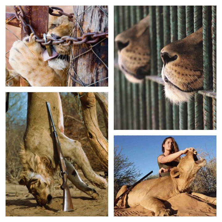 Approximately 800 to 1,000 captive-bred Lions are killed in canned hunts in South Africa every year. This equates to roughly two to three lions being shot every day. 

The majority of these hunters are from the United States, paying thousands of dollars to shoot Lions in enclosed