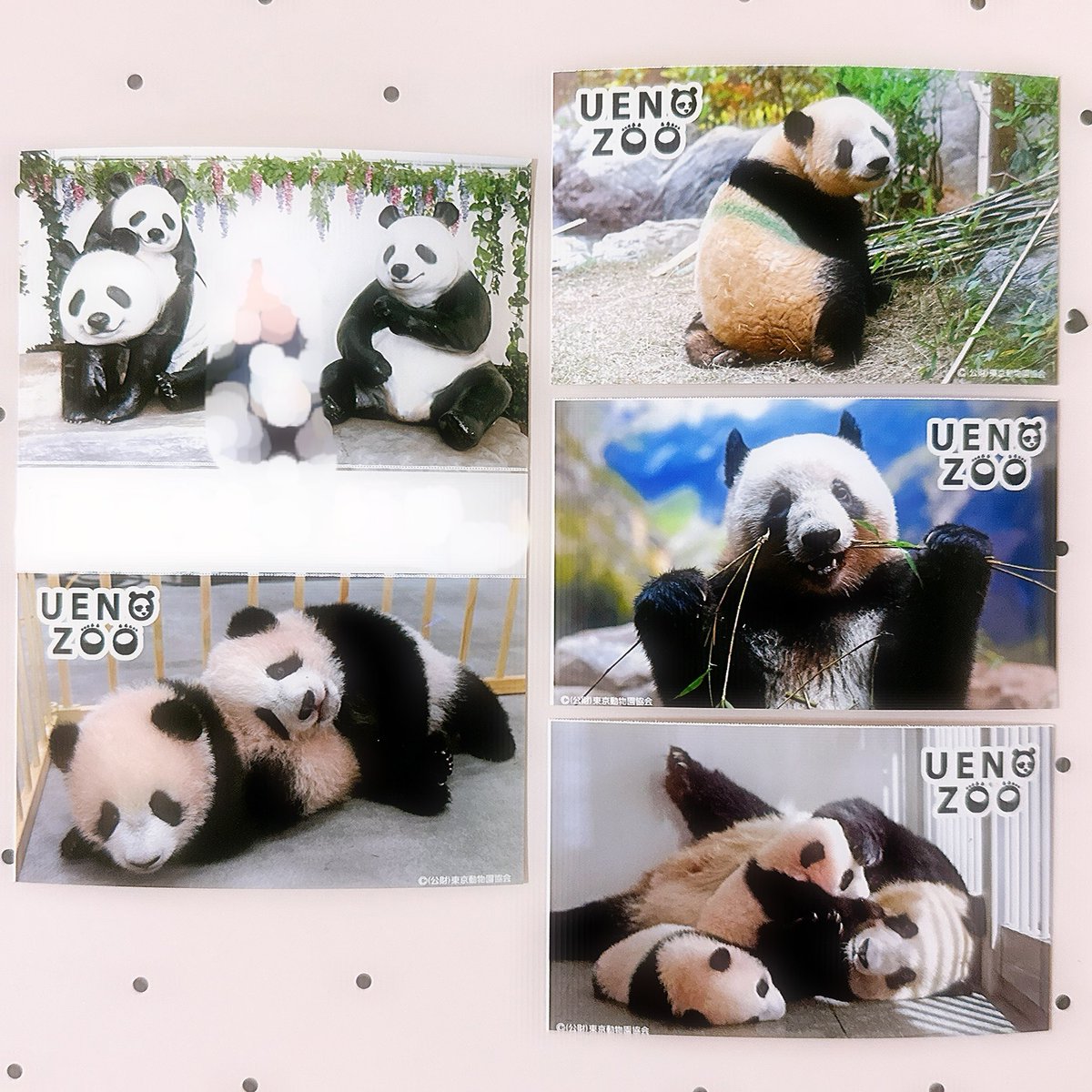 上野動物園のフォトキーホルダー、パンダの写真は3月1日まで、それ以降