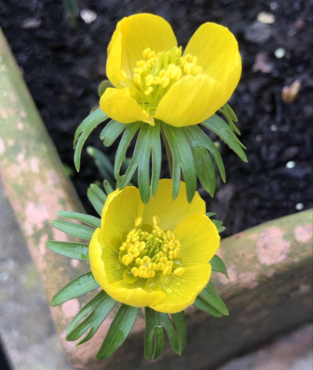 LissaKEvans's tweet photo. Winter aconite, looking as if someoneโs just given them a lick of gloss paint. https://t.co/3yCf9C4LRH