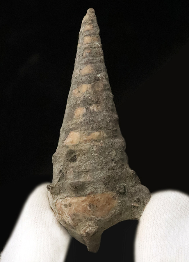 化石・鉱物・隕石販売の化石セブン (@kaseki7) / Posts / X