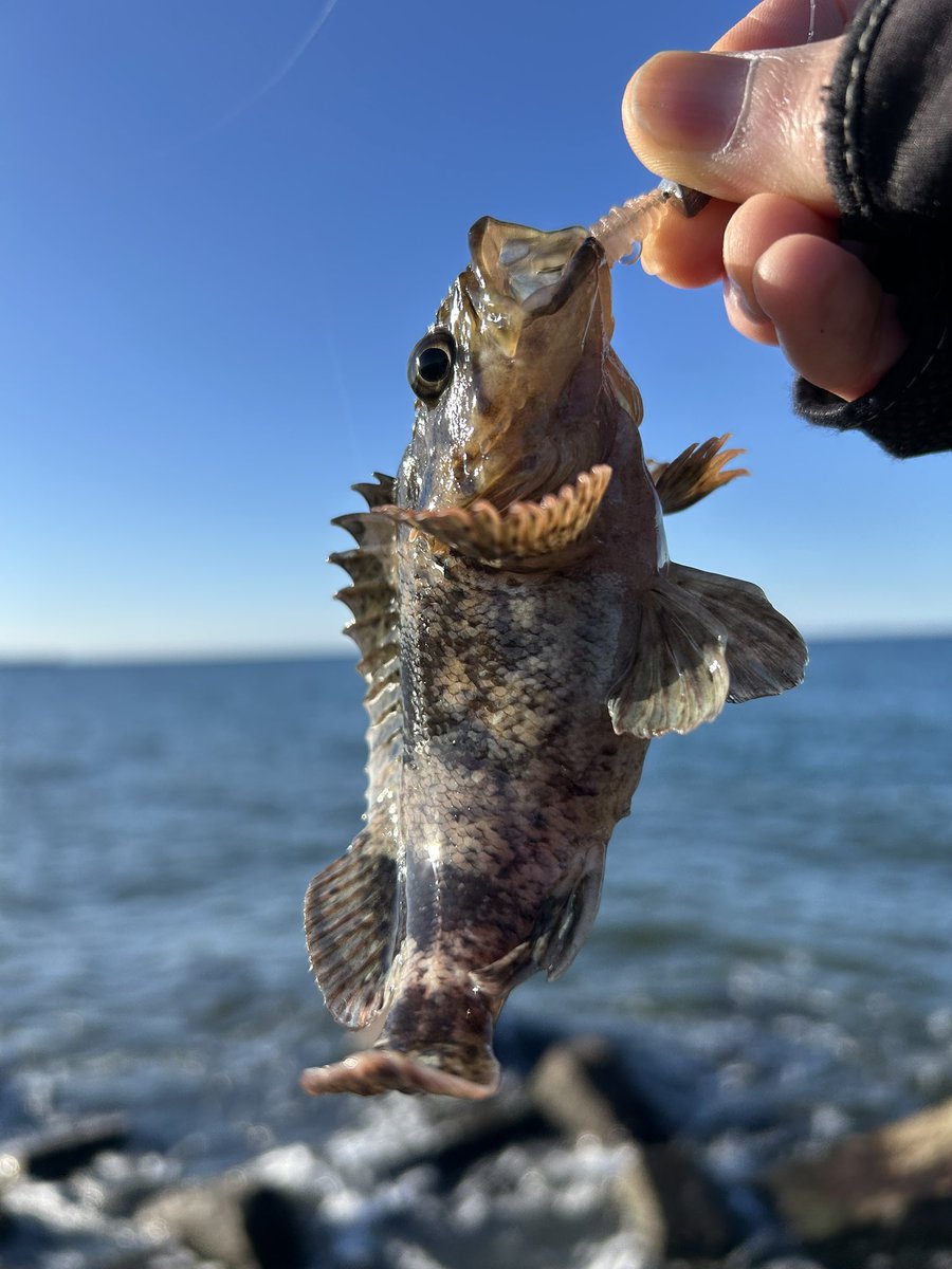 fish_taro_pp's tweet photo. 天気と休みが重なったので、昼から日没まで海行ってきました🎣

やっぱ夜か朝かな。 https://t.co/M4FWvFT2wb