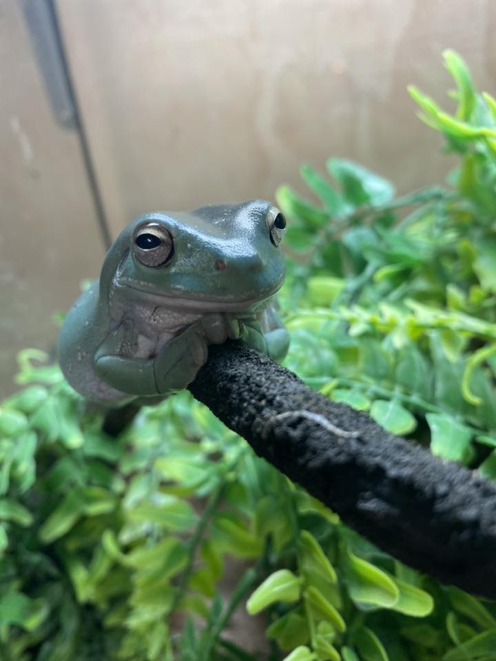 ZooLabUK tweet media