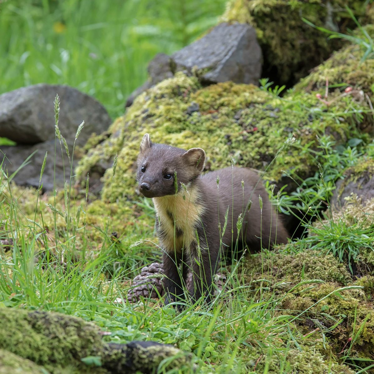 Natural England tweet media