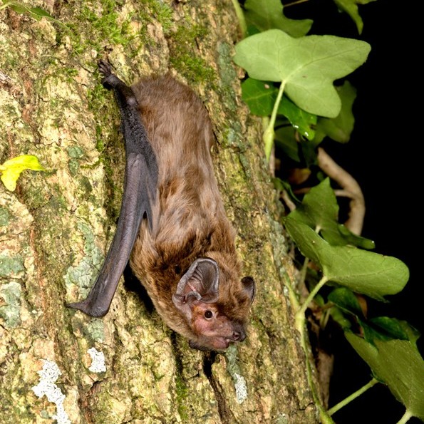 Natural England tweet media