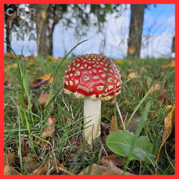 ChrRoland's tweet photo. 🎨🌿 #KleurInDeNatuur 🌈📸 #dag26 #Aardbeirood rgb 255,045,045 #ColorInNature #day26 #StrawberryRed Vandaag ben ik de hort op, maar gelukkig kun je ook meerdere tweets klaarzetten. Rood met witte stippen gaat bij deze wel echt op. Vliegenzwam in de berm in onze wijk. https://t.co/jn05mioivB