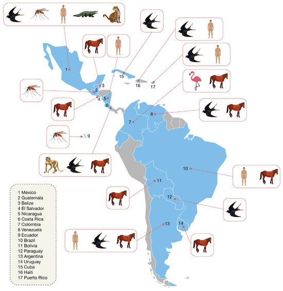 SIMV_RP's tweet photo. 🦟🌎 En Amérique latine et dans les Caraïbes, le virus #WestNile est régulièrement détecté chez les animaux, mais les cas humains restent peu nombreux, surtout si l’on compare à l’Amérique du Nord et à l’Europe !!!

Une capacité diagnostique limitée ? 

https://t.co/xq7yCR7Tmw https://t.co/iPvdbrdwX7