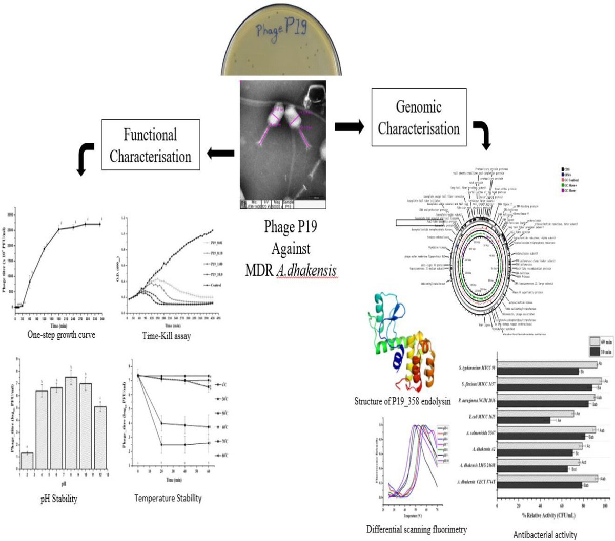 Microbial Biotechnology (MBT) tweet media
