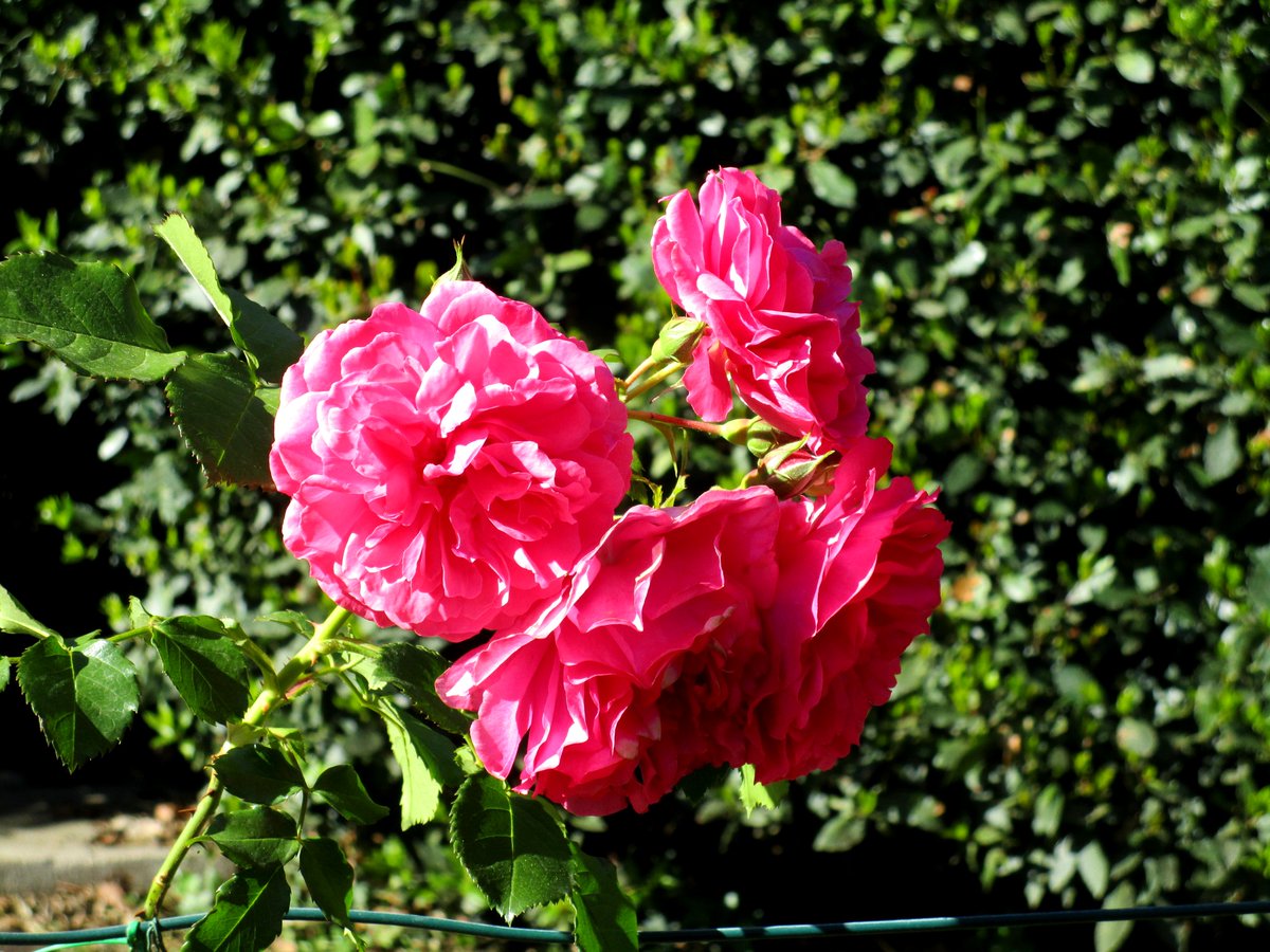 VaniaDelli's tweet image. #Roseto
#Roma