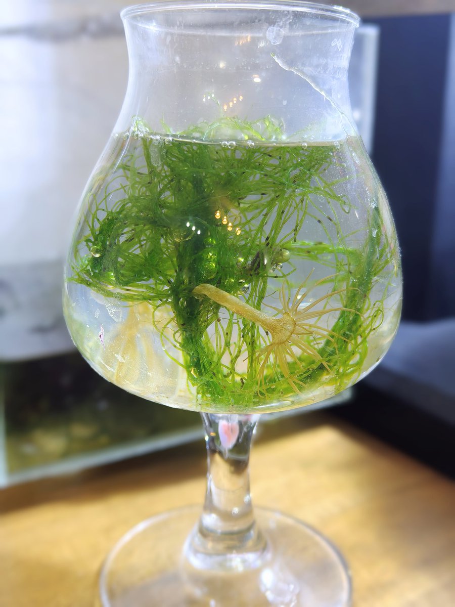 ゆすら tweet media