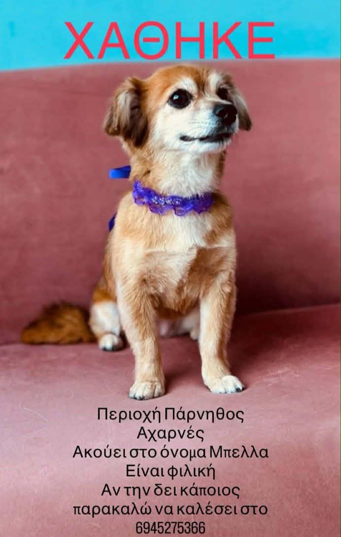 KatKatPt's tweet photo. 🆘️🆘️🆘️
Χάθηκε Αχαρνές η Μπέλλα 
Είναι πολύ φιλική 
Για οποιαδήποτε πληροφορία καλέστε άμεσα στο τηλ 
Rt 🙏 🙏 🙏 https://t.co/x4isPqDN8n